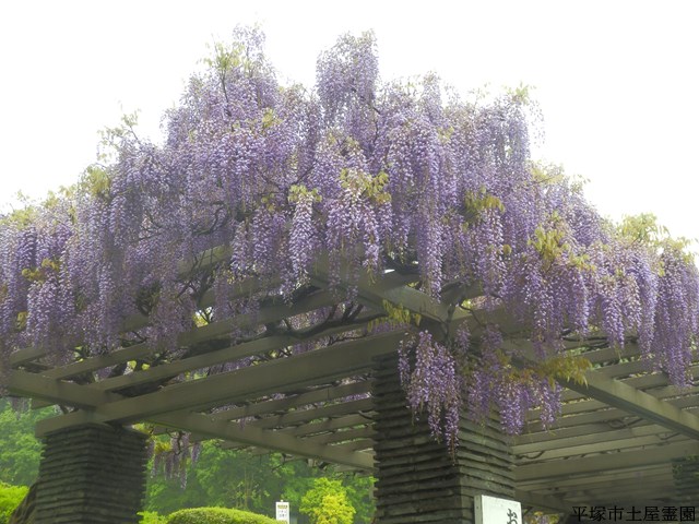 藤の花がいい感じになってきました お知らせ一覧 平塚市土屋霊園