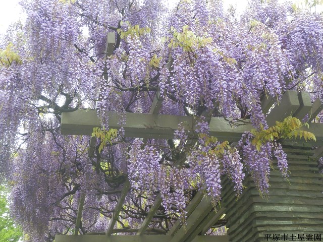 藤の花がいい感じになってきました お知らせ一覧 平塚市土屋霊園